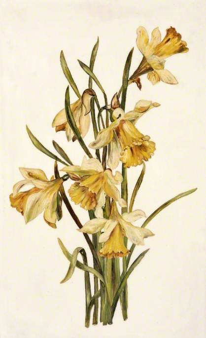 Still Life, Daffodils