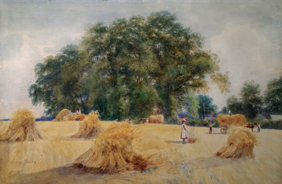 Harvest Field, Clarendon