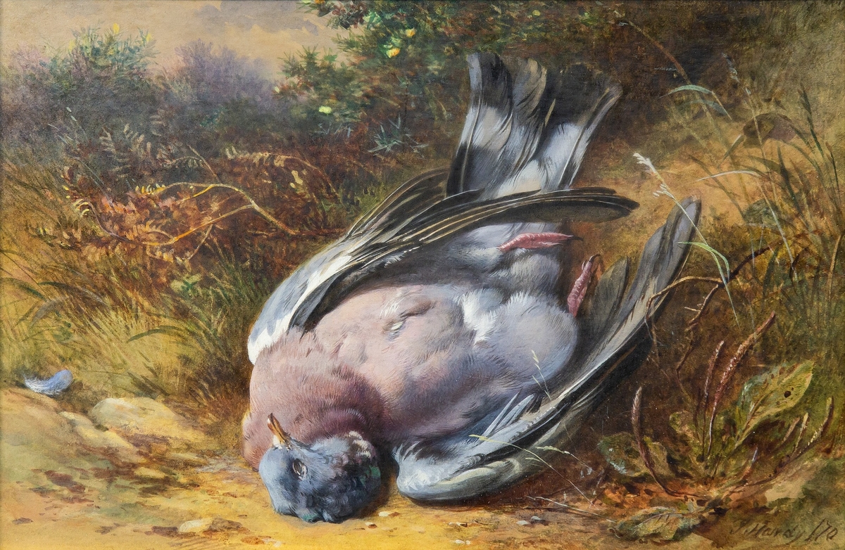 Dead Pigeon