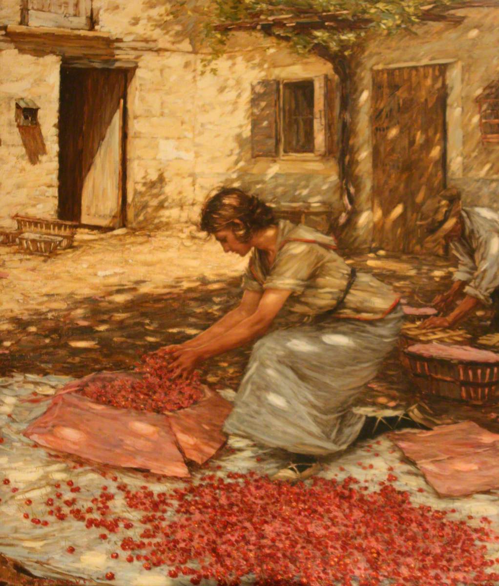 Packing Cherries in Provence, France