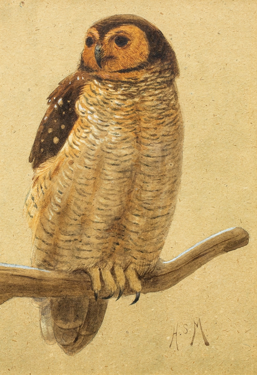 An Owl