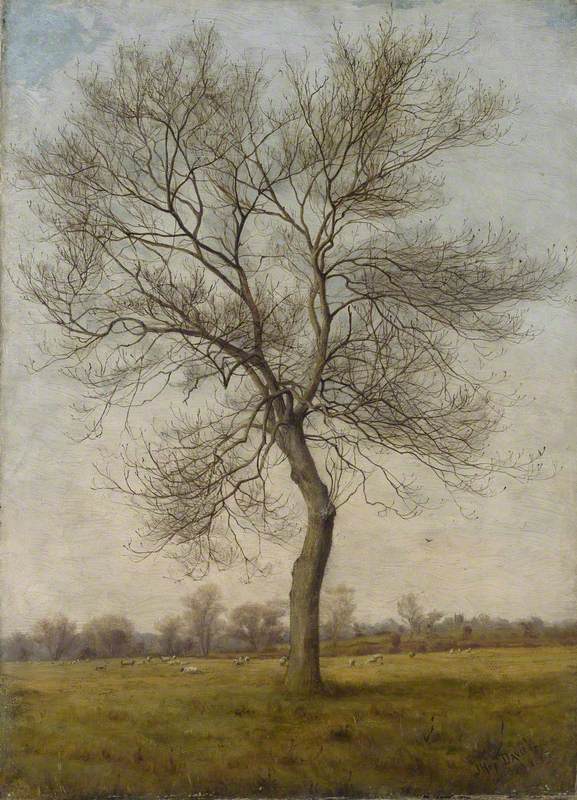 Study of an Ash Tree in Winter