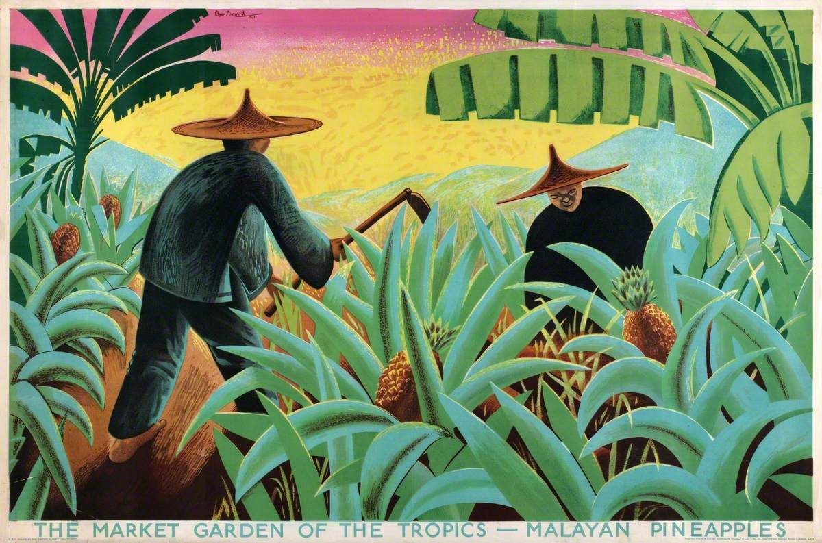 The Market Garden of the Tropics – Pineapples
