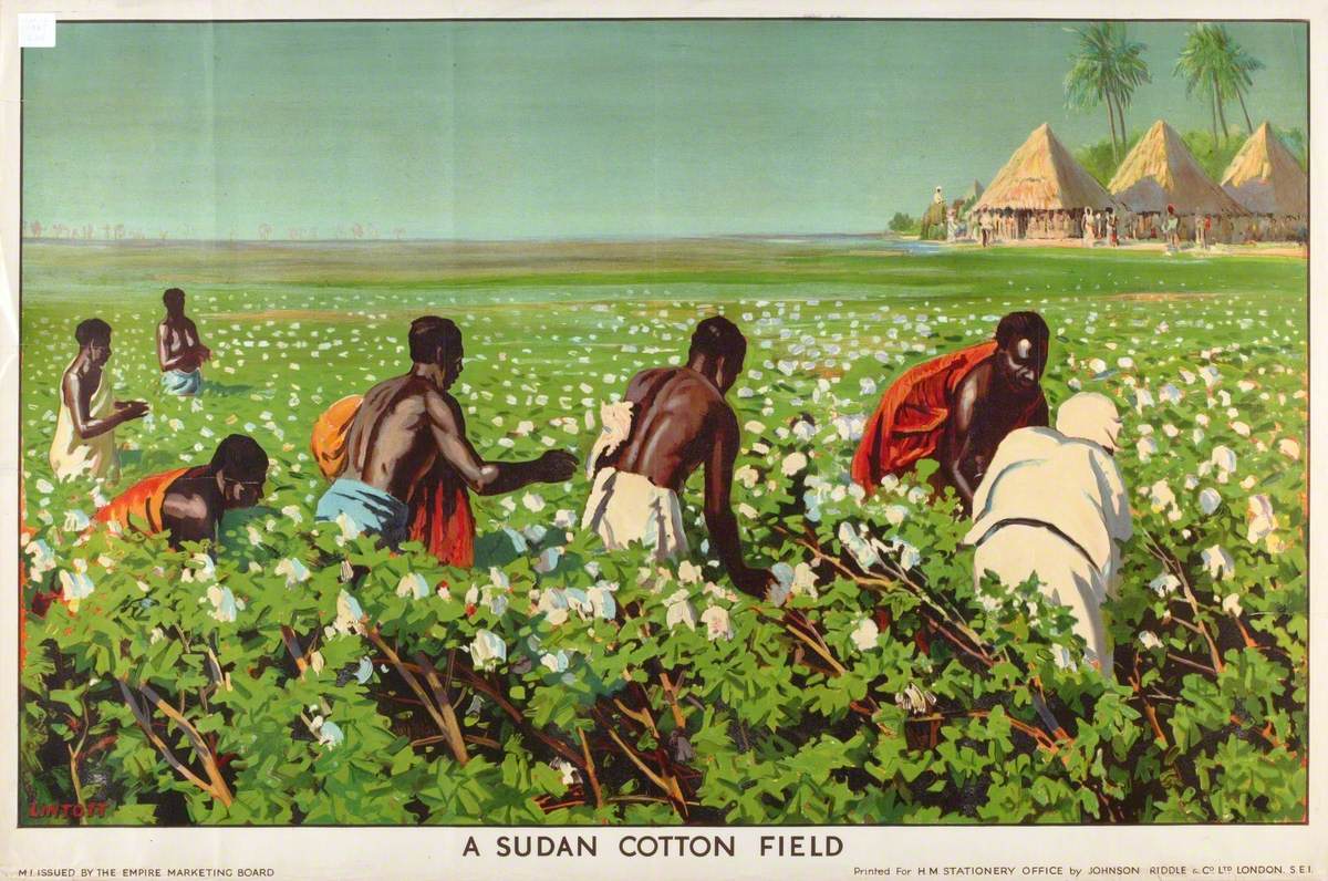 A Sudan Cotton Field