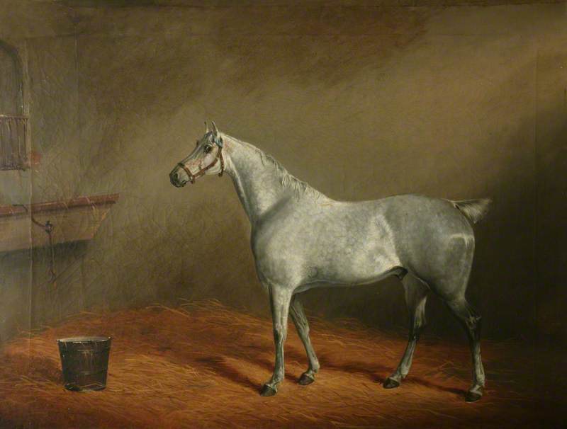 'Hunter' in a Stable