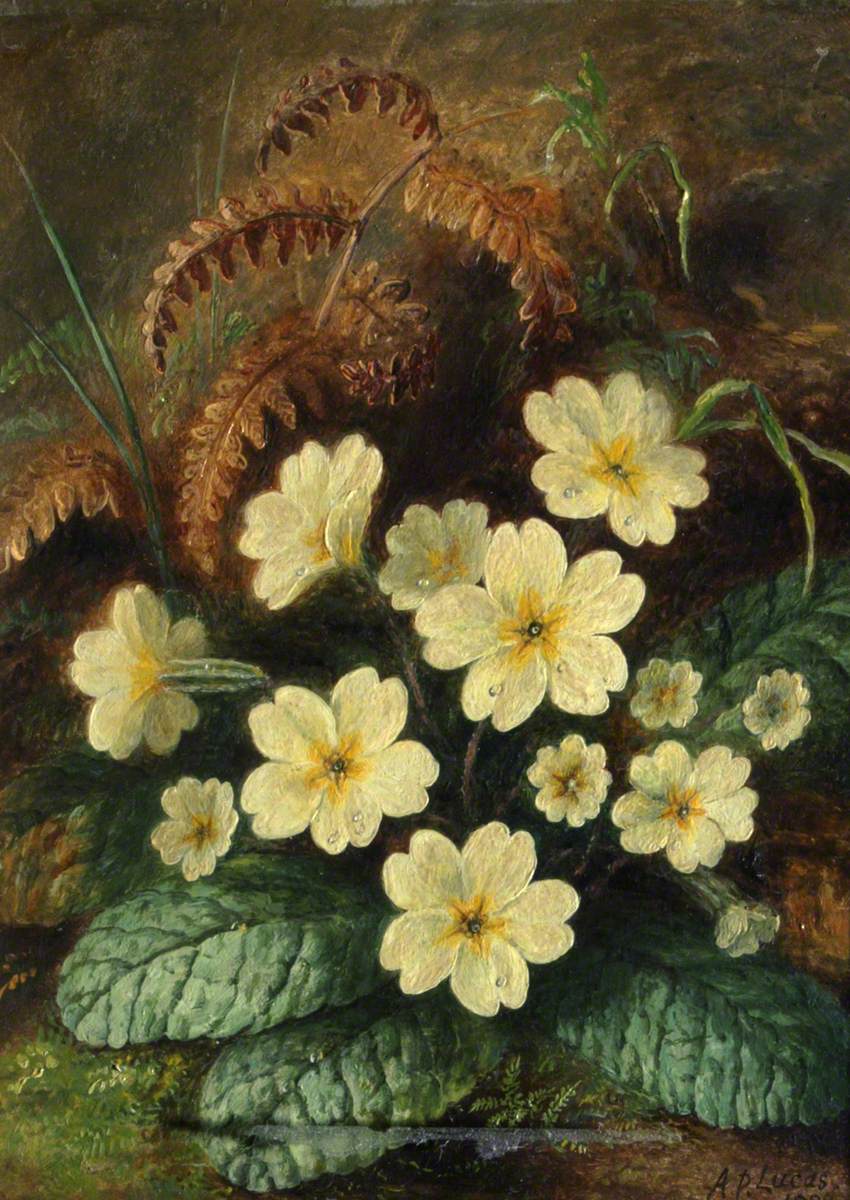 Primroses