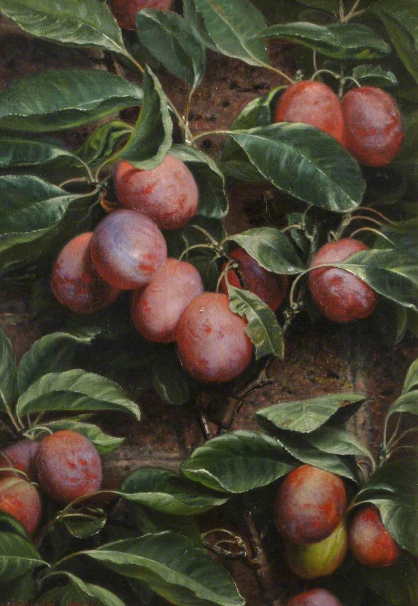 Plums