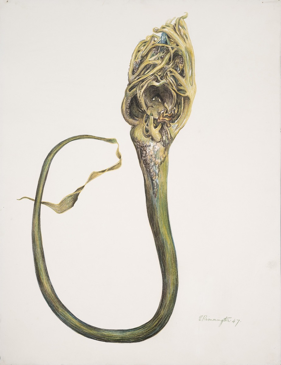 Prophylactic Sea-Mouth | Art UK