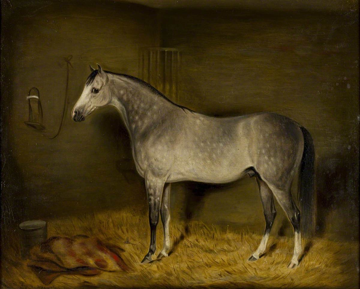 Arab Horse in a Loose Box
