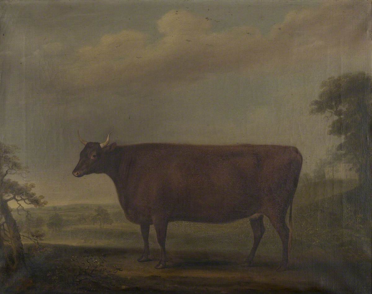 Red Devon Heifers in Landscape