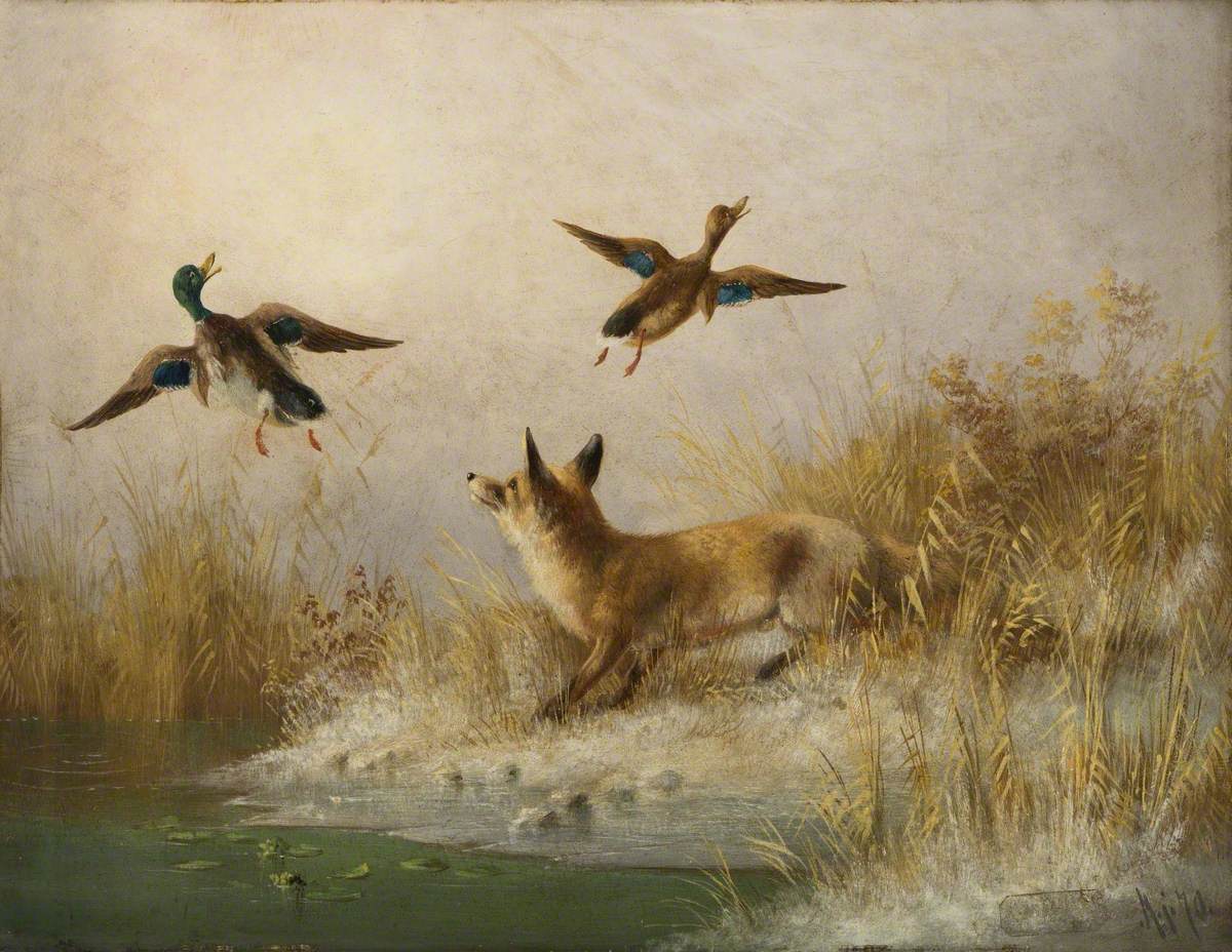 A Fox Flushing a Mallard
