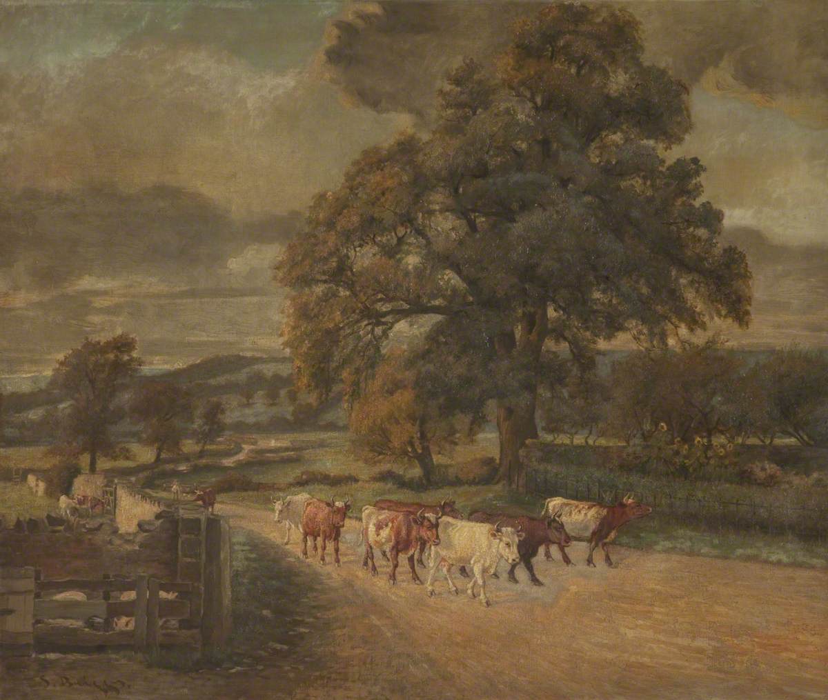 Cattle on Country Lane