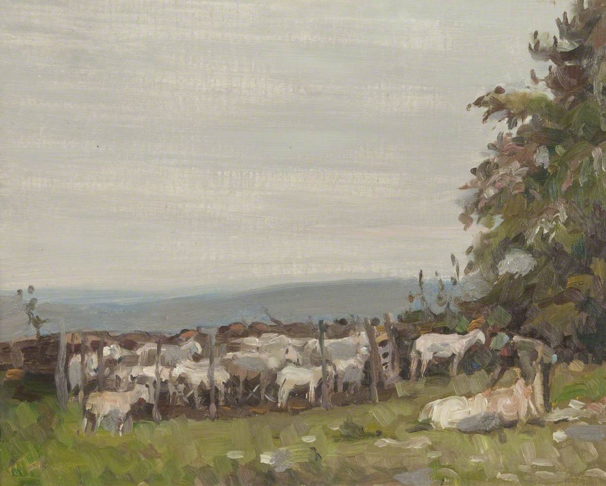 Sheep Shearing