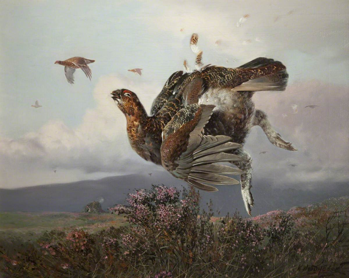 Grouse Shot in Flight