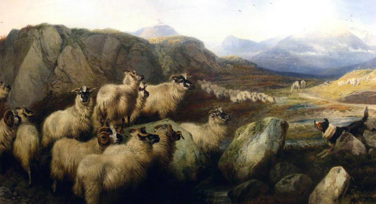 Gathering Flocks on the Grampian Hills