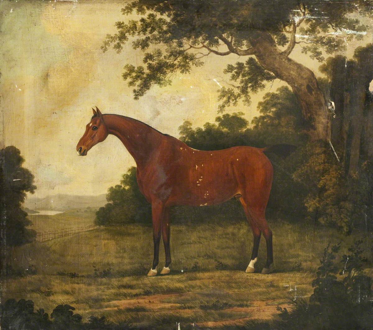 Bay Horse