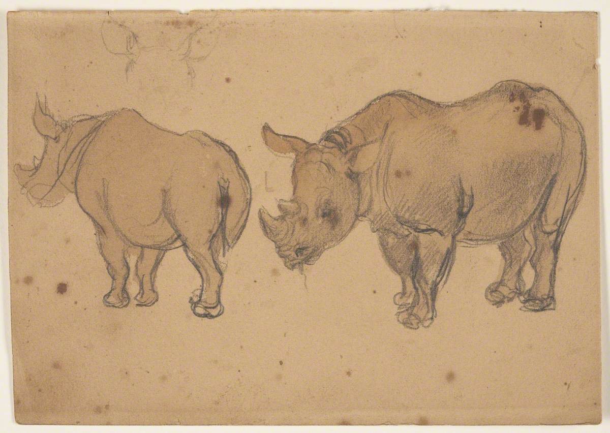 Rhinoceros