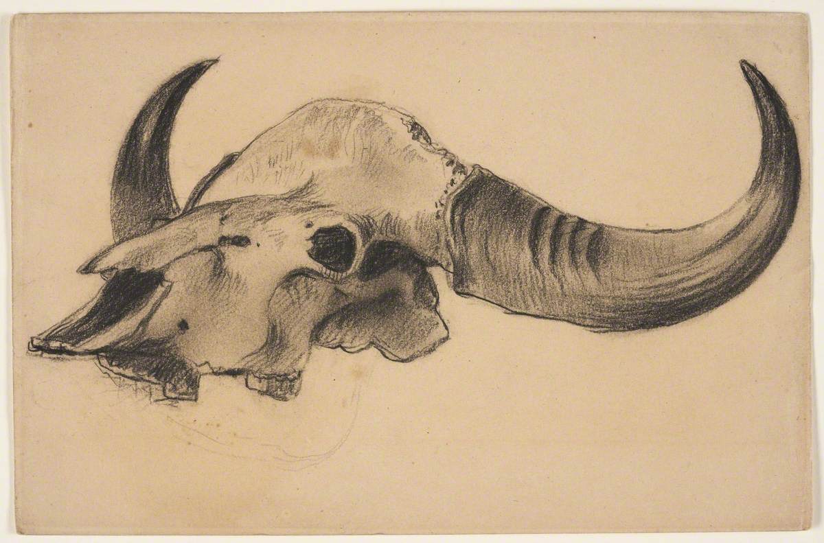 Cow or Bison Skull