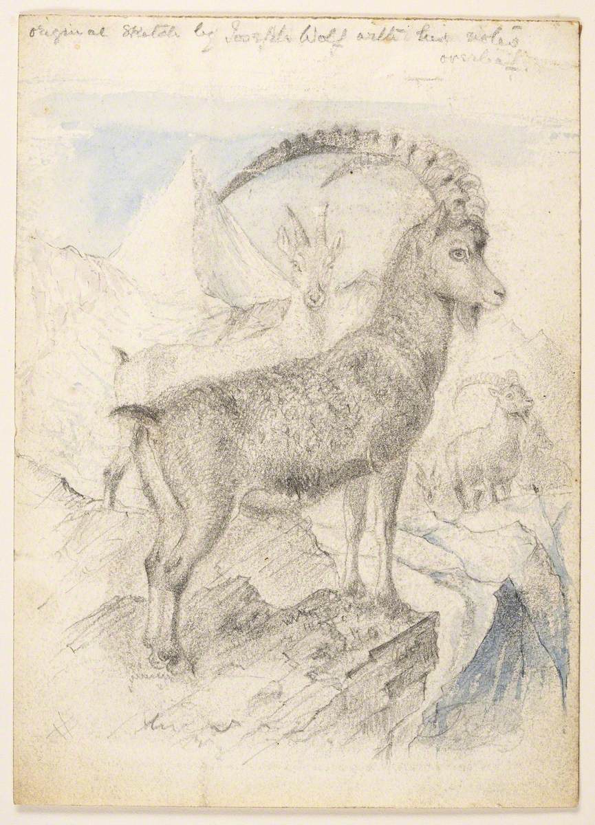 Ibex or Mountain Goat