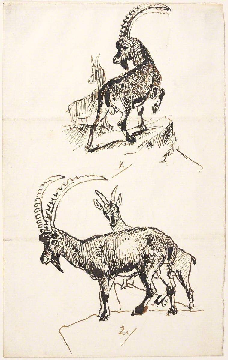 Ibex or Mountain Goat
