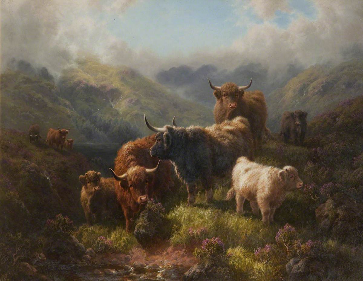Highland Cattle – Loch Long, Argyllshire