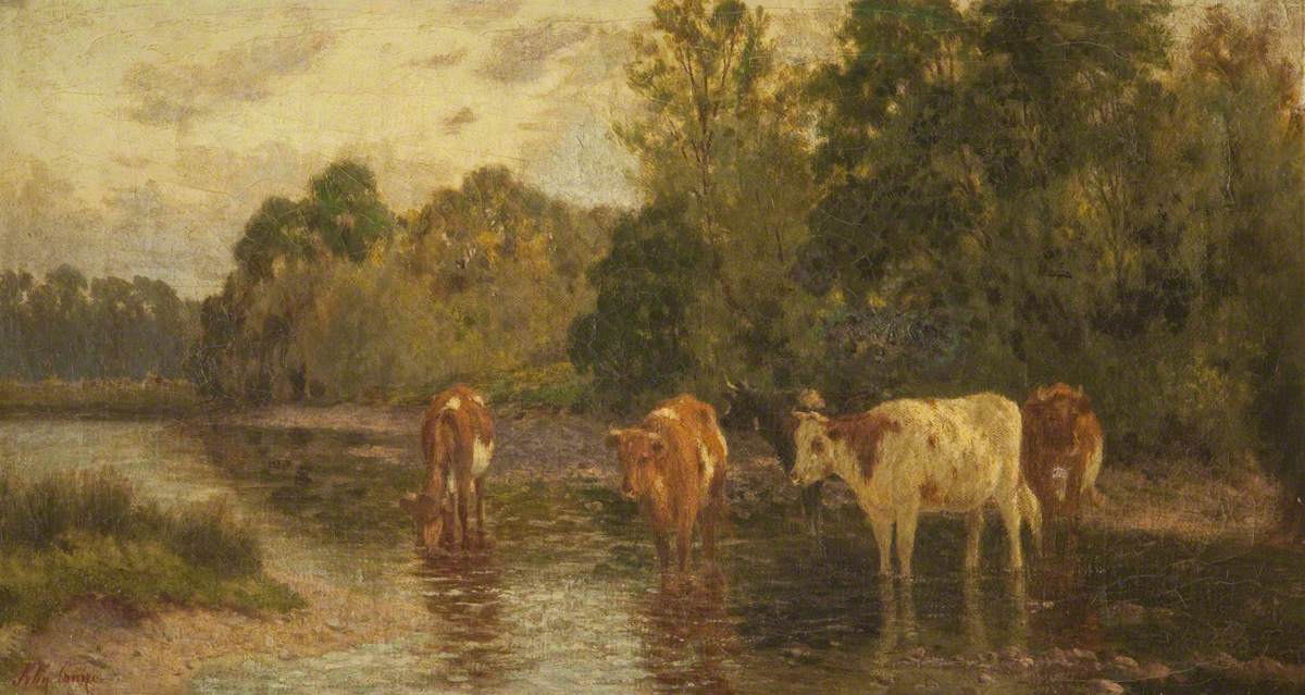 Cattle in a Shallow Stream