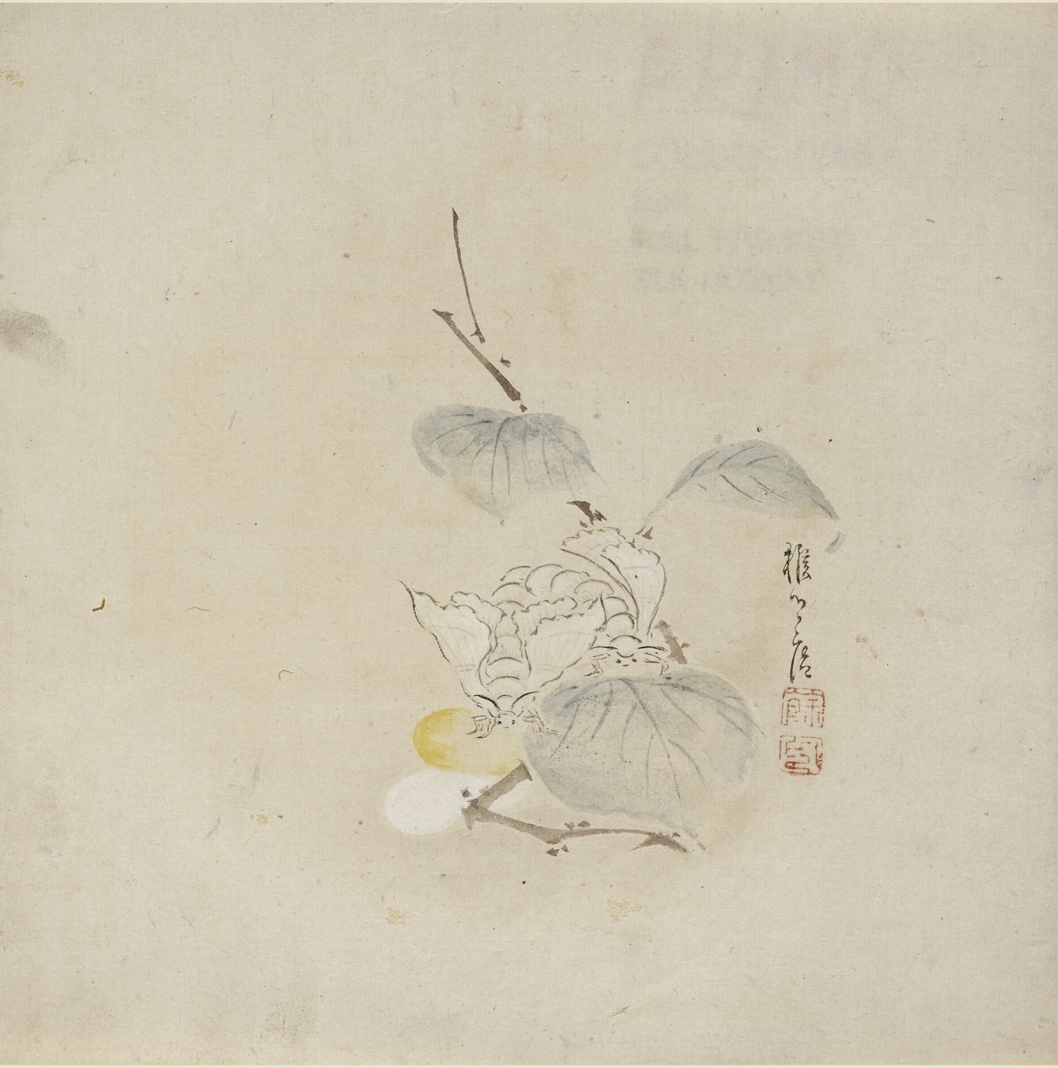 Two White Moths