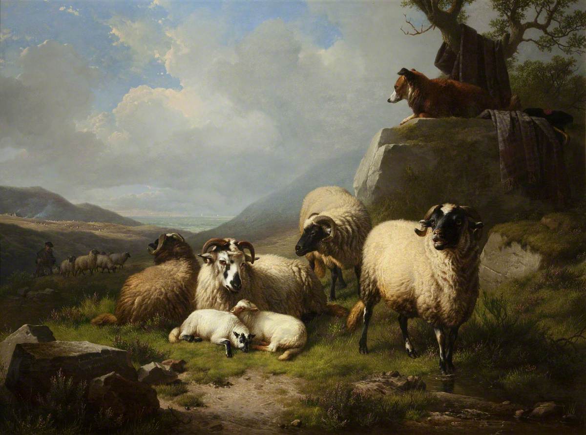 Group of Sheep