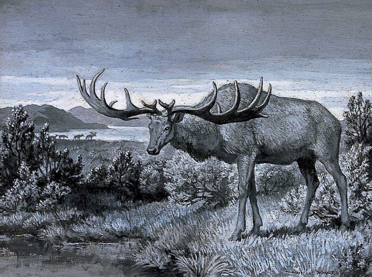 Dioramas of Pleistocene, 'Megaceros liberniais' (Giant Irish Deer)