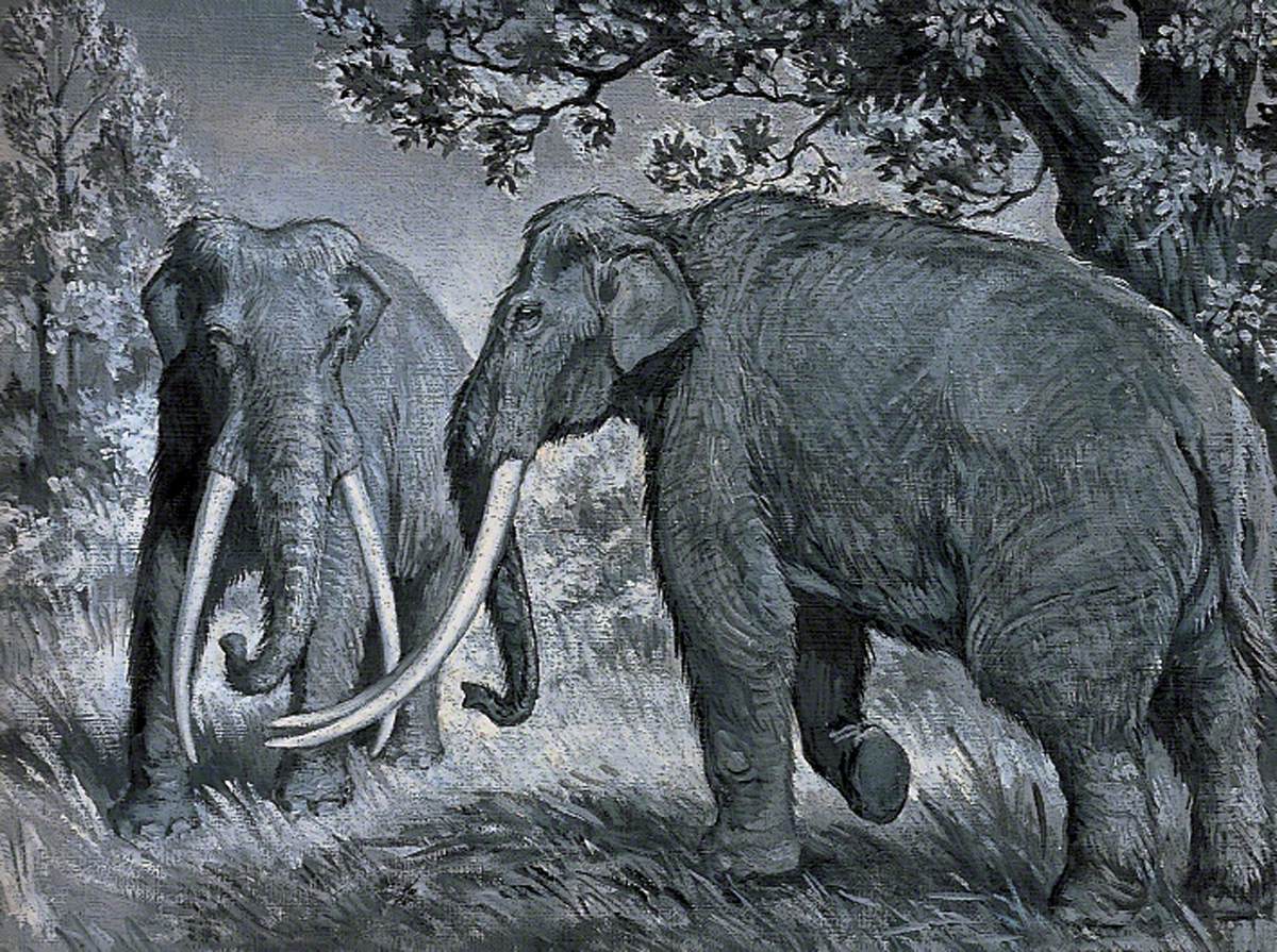 Dioramas of Pleistocene, 'Elephus antiguus' (Temperate-Forest 'Straight-Tusked' Elephant)