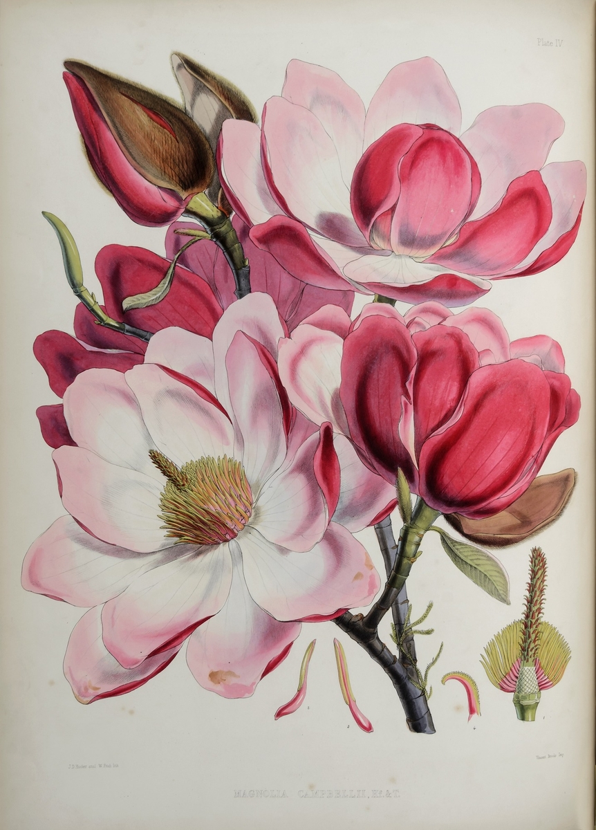 Magnolia Campbellii