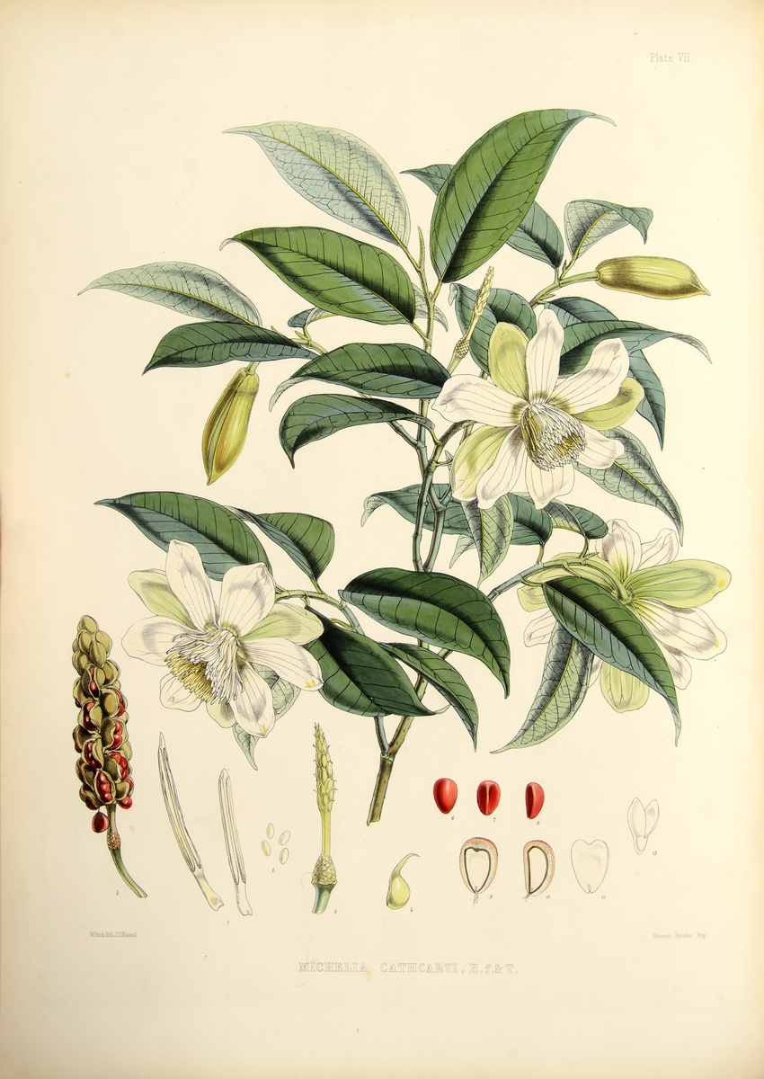 Michelia Cathcartii