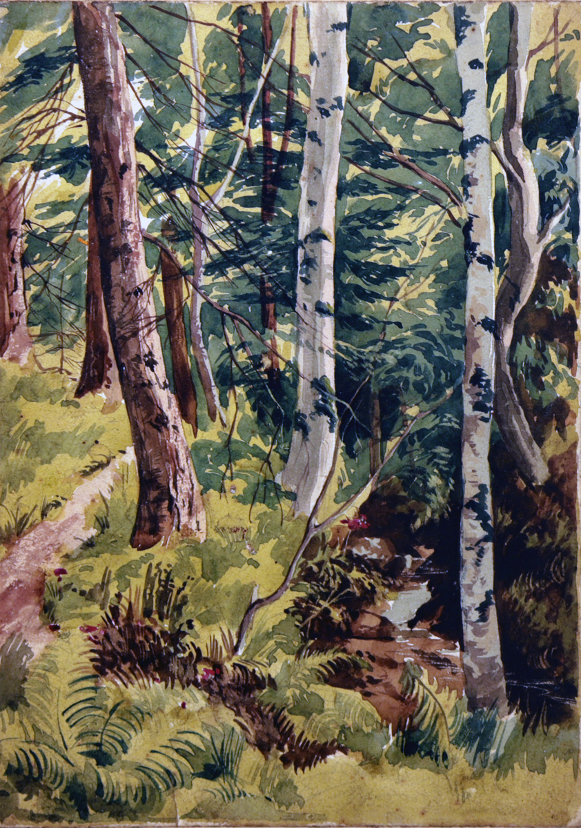 Woodland Scene