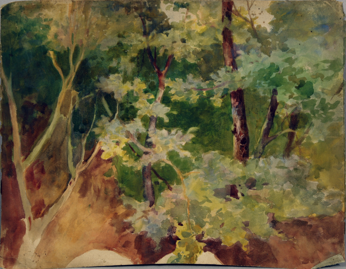 Woodland Scene