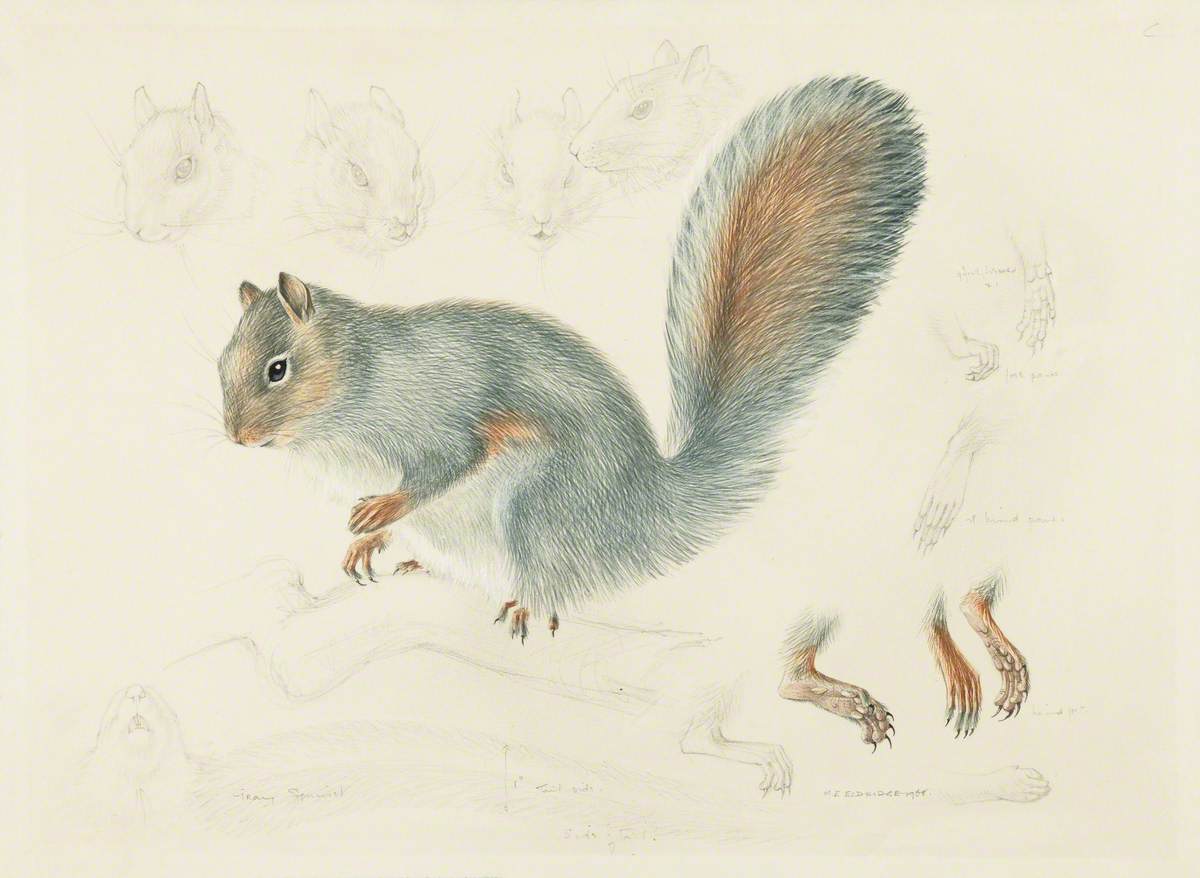 Study of a Grey Squirrel