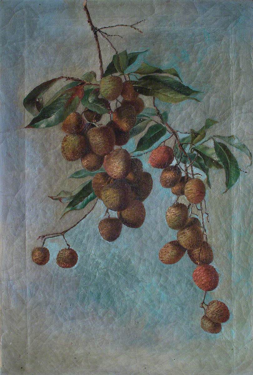 Lychee (Litchi chinensis)