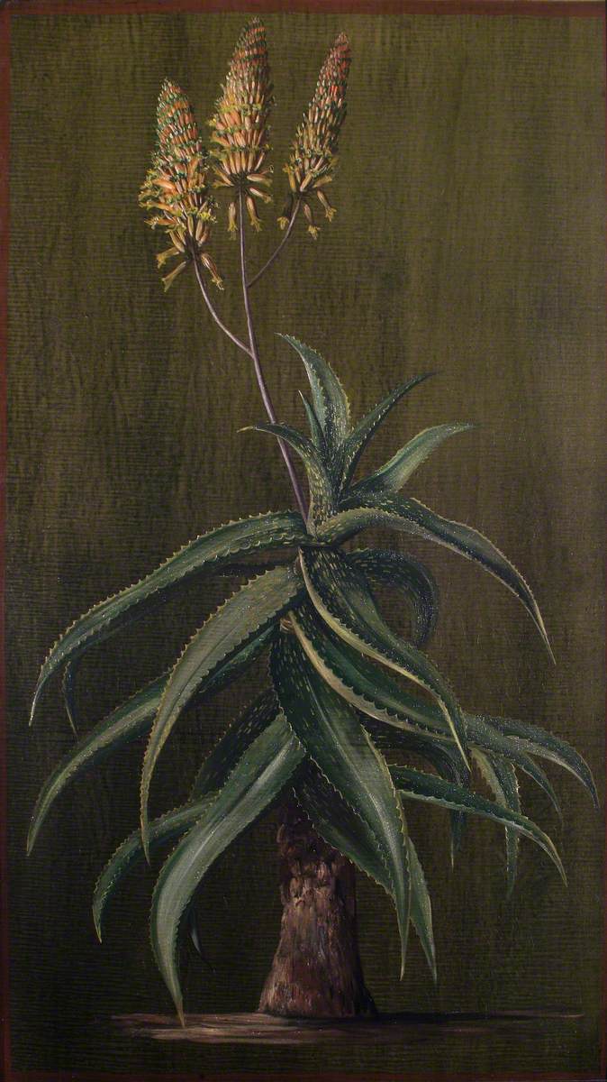 Abyssinian Aloe