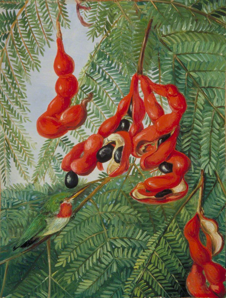 The Wild Tamarind of Jamaica with Scarlet Pod and Barbet