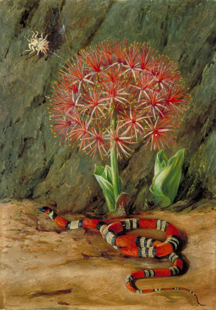 Flor Imperiale, Coral Snake and Spider, Brazil