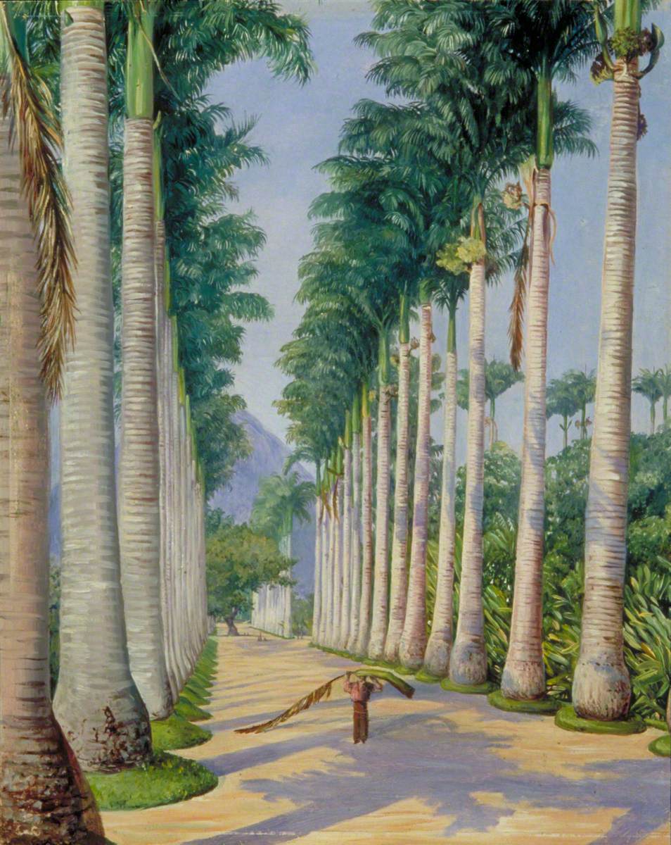 Side Avenue of Royal Palms at Botafogo, Brazil