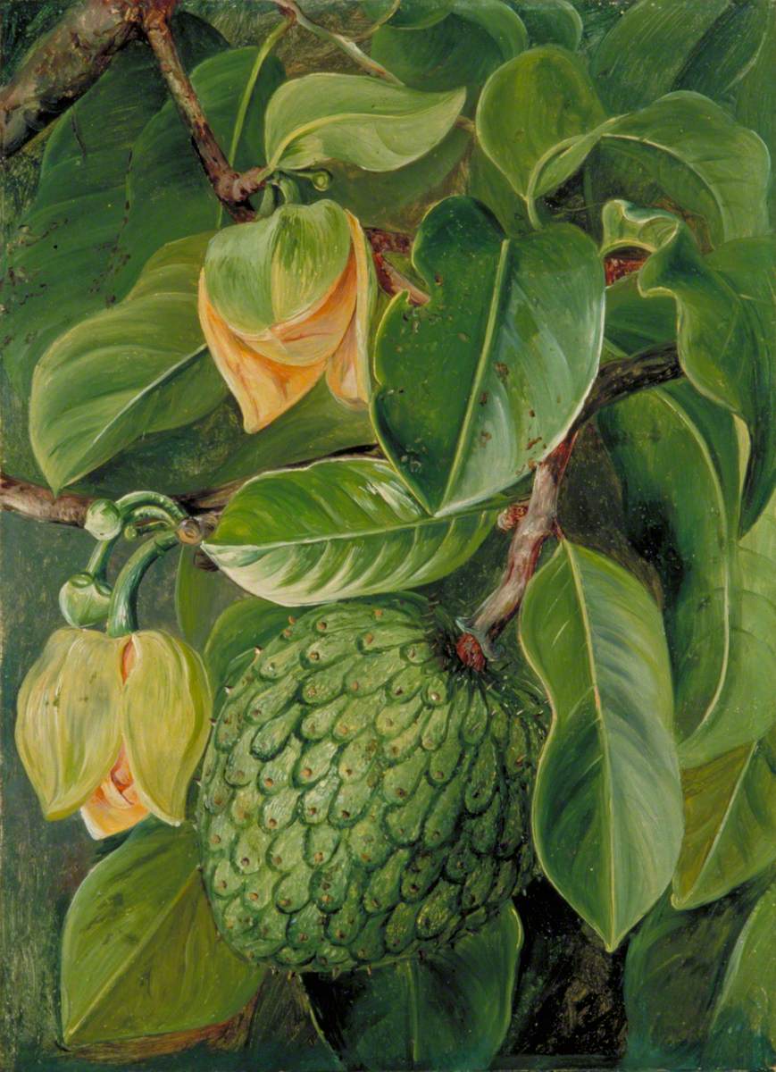 Foliage, Flowers and Fruit of the Soursop, Brazil