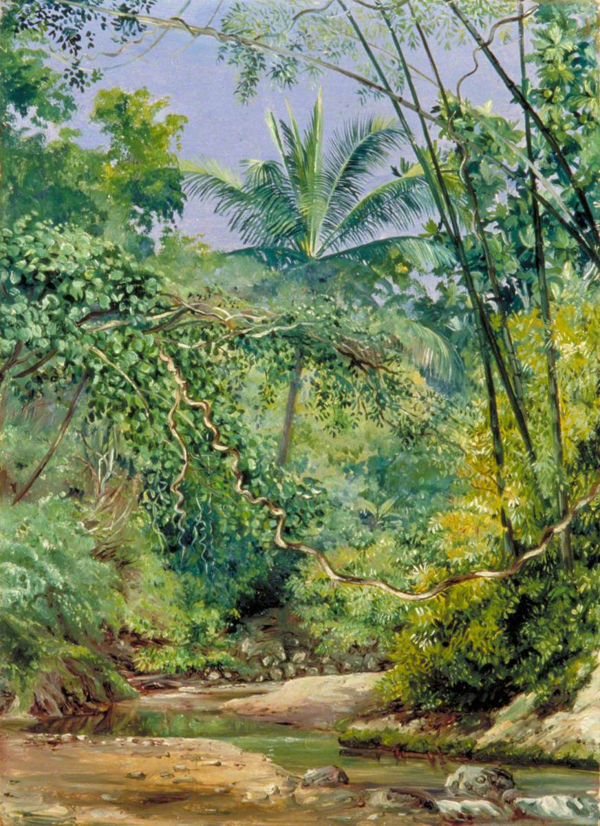 Bamboos, Cocoa Nut Trees and Other Vegetation in the Bath Valley, Jamaica