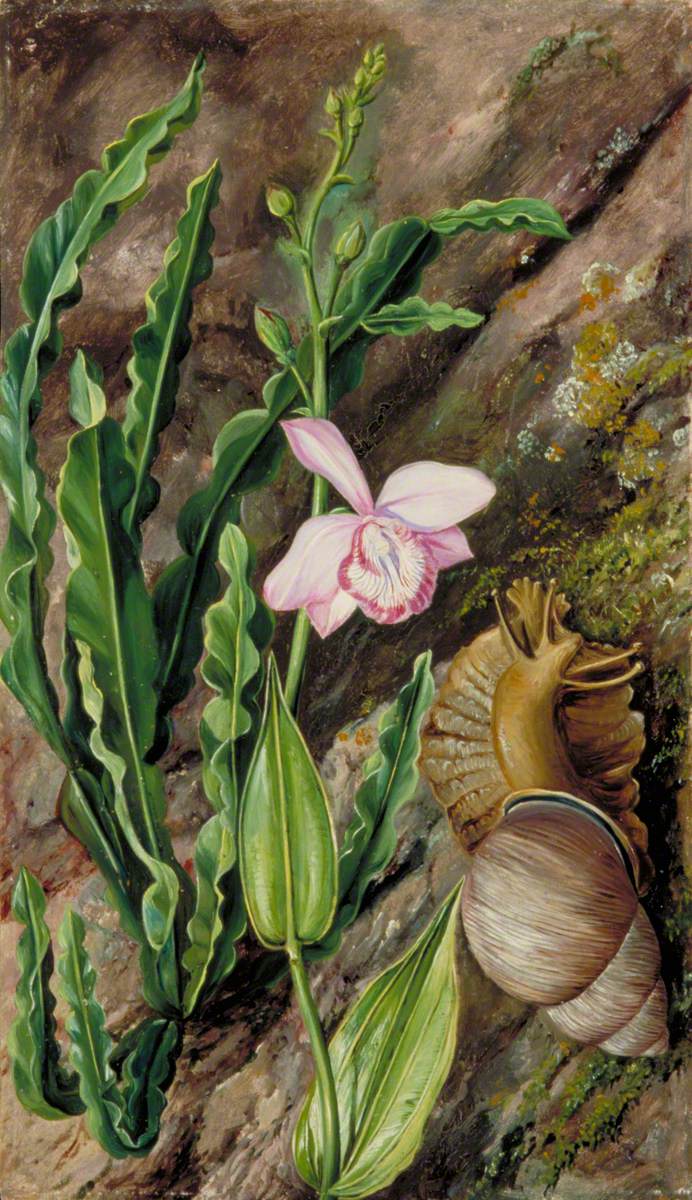Ground Orchid, Carqueja and Giant Snail, Brazil