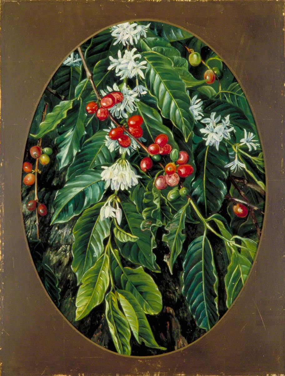 Foliage, Flowers and Fruit of the Coffee, Jamaica