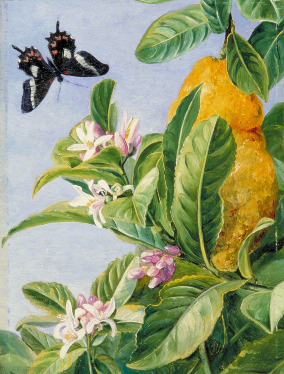 Foliage, Flowers and Fruit of the Citron, and a Butterfly, Painted in Brazil