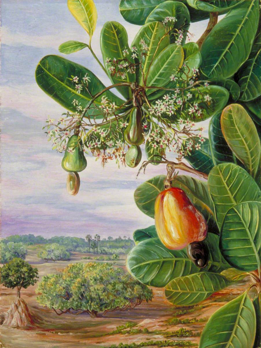 Foliage, Flowers and Fruit of the Cashew, Tanjore, India