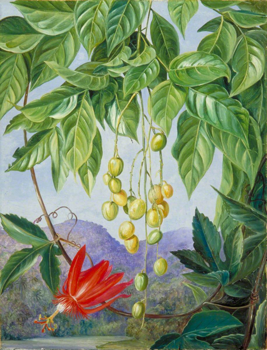 Foliage and Fruit of the Wampee and American Passion Flower