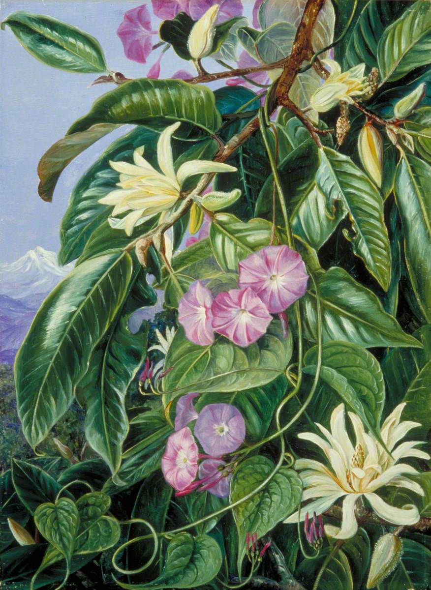 Michelia and Climber of Darjeeling, India | Art UK