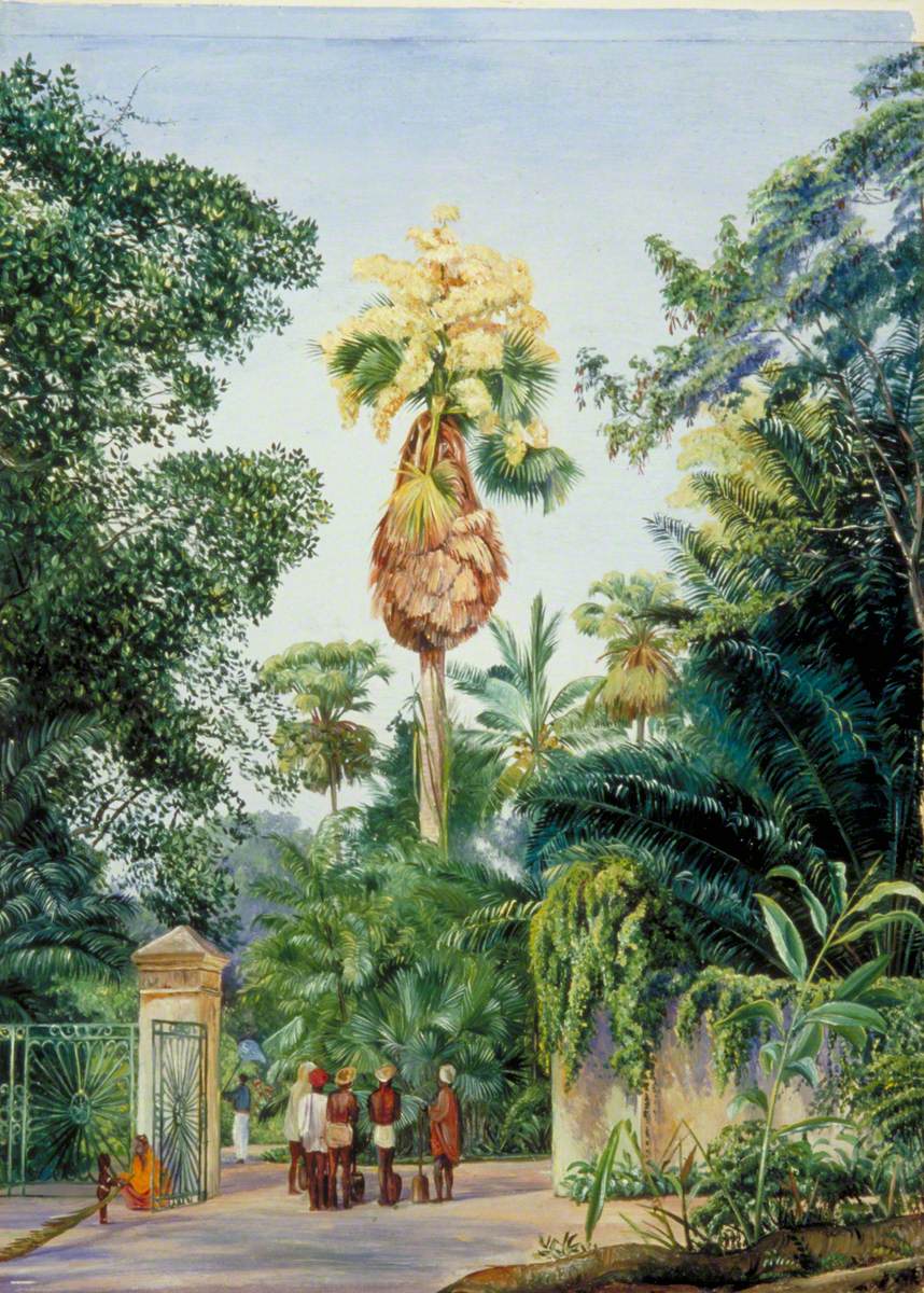 Talipot Palm near the Botanic Garden, Peradeniya, Ceylon