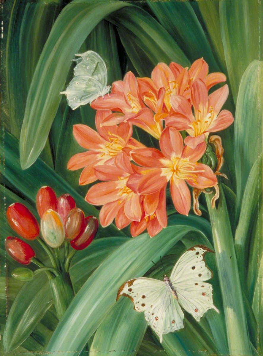 Clivia miniata and Moths, Natal